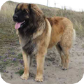 Leonberger