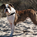 Amerikaanse Bulldog