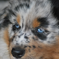 Australian Shepherd