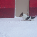 Mijn hondje vorig jaar rennend door de sneeuw ...