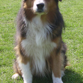 Australian Shepherd