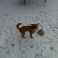 Het duurde even voor ik hem stil had in de sneeuw, maar het is gelukt!
Mijn mooie hondje in de sneeuw :)
