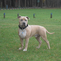 American Staffordshire Terrier