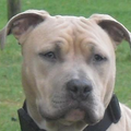 American Staffordshire Terrier