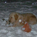Matchy ligt hier heerlijk in de sneeuw op een stok te kluiven. Matchy geniet van de witte omgeving.