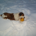 roxie met haar running egg in de sneeuw, brr dat moest koud zijn ;-)