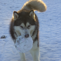 De voetbal was zoooo hard bevroren dat het een echt ijs/sneeuwbal was, maar dat hield hem niet tegen!