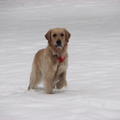 Dobby neemt een momentje rust tijdens het spelen in de sneeuw.