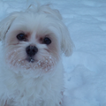 Een witte hond in een nog wittere sneeuw. En maar snuffelen.
