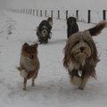 Kinnon en Usher (heeelemaal achteraan) zijn op vakantie bij de 3 Bearded Collies en hebben het prima naar hun zin in de sneeuw zo te zien! 