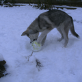 Kanouk in haar eerste sneeuw aan het spelen met haar bal