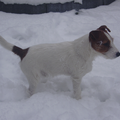 Ickx de JackRussel wacht op vogeltjes