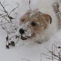 Hij is zo gek op sneeuw!! Hij steekt zijn hoofd koppie onder en gaat dan rennen. resultaat: schone paden en een prachtig masker!
