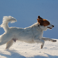 Kooikerhondje