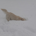 Heerlijk zo met je snuit in de sneeuw! het liefst zou hij helemaal verdwijnen onder die dikke laag!