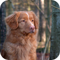 Nova Scotia Duck Tolling Retriever