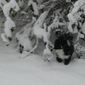 woody de eerste keer dat hij sneeuw zag = )