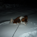 Onze Phalène(nachtvlinderhondje), Phalco speelt graag in de verse sneeuw, met hoge sprongen duikt hij er steeds weer opnieuw in!
