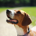 Engelse Pointer