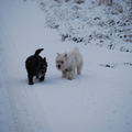 Hier zijn ze samen lekker aan de wandel in de sneeuw van 2010.