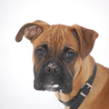 Boxer