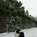 Billie Jean vindt het geweldig, zoals elke hond, om sneeuwballen op te vangen. Hier staat ie er helemaal klaar voor, de sneeuwbal zie je links bovenin, en hij heeft hem zeker opgevangen :-)