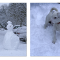 Jip schrikt van de Sneeuwpop die op de stoep staat. Hij durft er niet langs. 