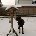 Joepie, het heeft gesneeuwd....dat betekend lekkere hapjes voor de vogeltjes en voor mij!!!