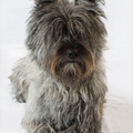 Cairn Terrier