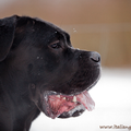 Cane Corso Italiano