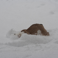 dit is shardee
ze is een engelse bulldog dame van 6 mnden
ze dacht dat ze als sneeuwschuiver moest spelen