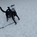 Roxy vangt een sneeuwbal!:D