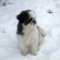 kyra vind het geweldig in de sneeuw