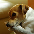 Jack Russell Terrier