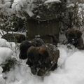 Pups voor de eerste keer in de sneeuw
