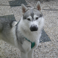 Siberische Husky