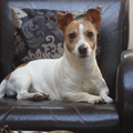 Jack Russell Terrier