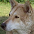 Saarloos Wolfhond