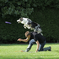hier zie je roy samen met joy aan het dogfrisbeen.
hier doet joy een backvault.