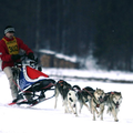 hier zijn we aan het trainen met de honden in de sneeuw, maar volgens mij proberen ze baasje van de slee te gooien