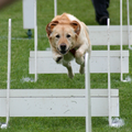 Missy is mijn 1e wedstrijdhond in de flyball competitie geweest. Vandaar dat ik een foto van haar geplaatst heb en niet van Baila waar ik ook mee aan flyball doe. Of van Lina die net met de wedstrijd trainingen is begonnen.

Missy mijn tophond!