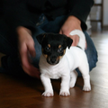 Jack Russell Terrier