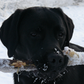 Labrador