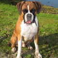 Boxer