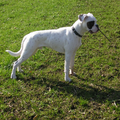Boxer