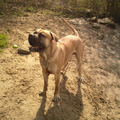 Boerboel