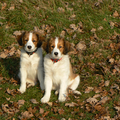 Kooikerhondje
