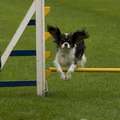 Binky en ik waren gewoon aan het trainen en toen kwam er een fotograaf en maakte super mooie foto's