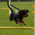 Lisa was als pup al agility verslaafd! 