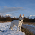 Zwitserse Witte Herder